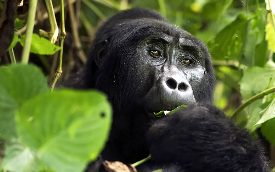 A mountain gorilla chewing leaves in Bwindi forest