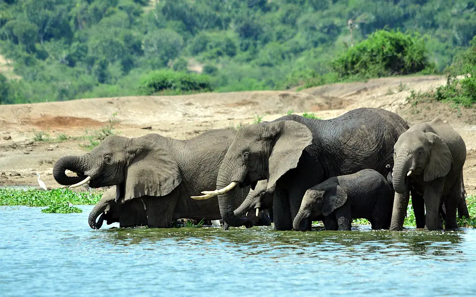 A family of elephants drinking at the edge of the Kazinga Channel