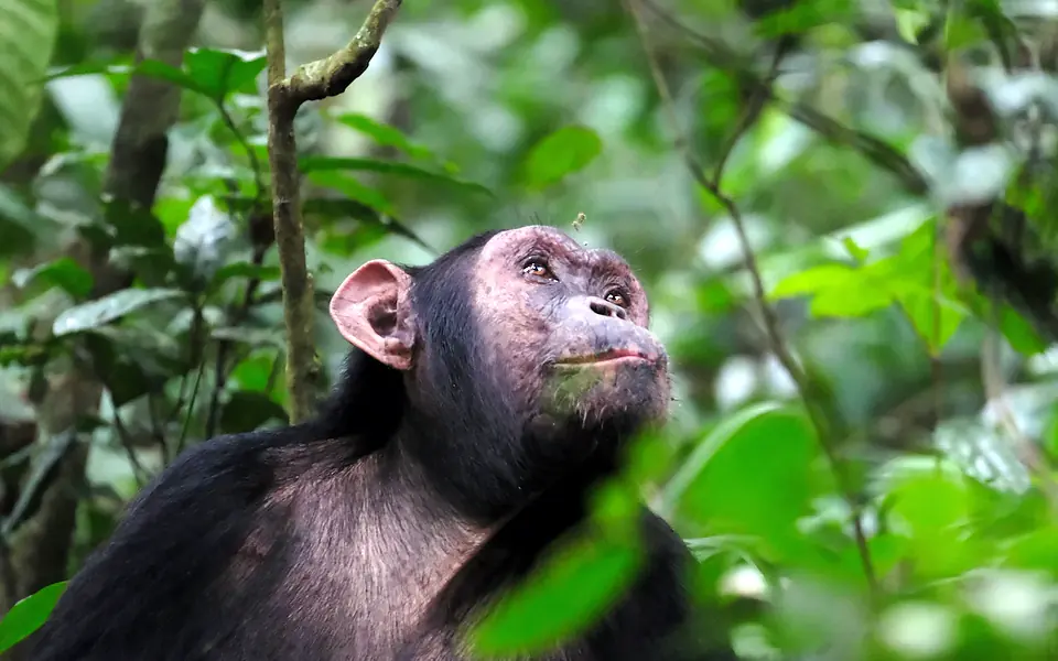 A chimpanzee looking up among green leaves in Kibale Forest