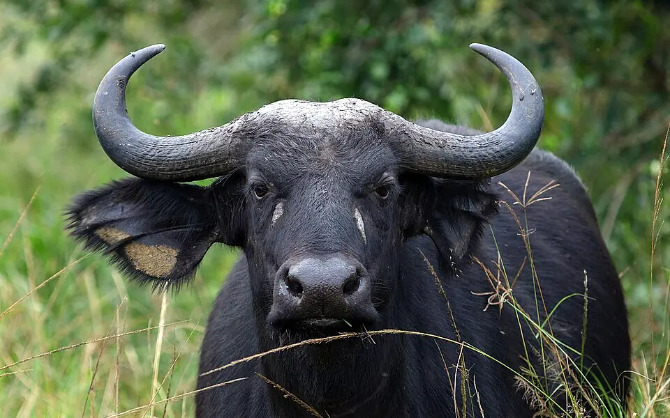A buffalo with wide curved horns standing in the grass at Lake Mburo