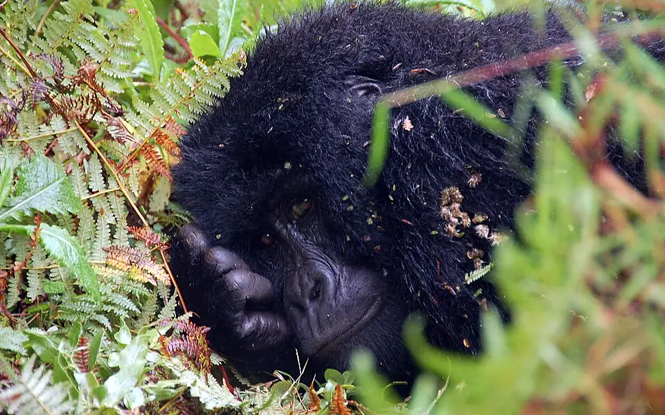 A mountain gorilla resting among ferns in Mgahinga